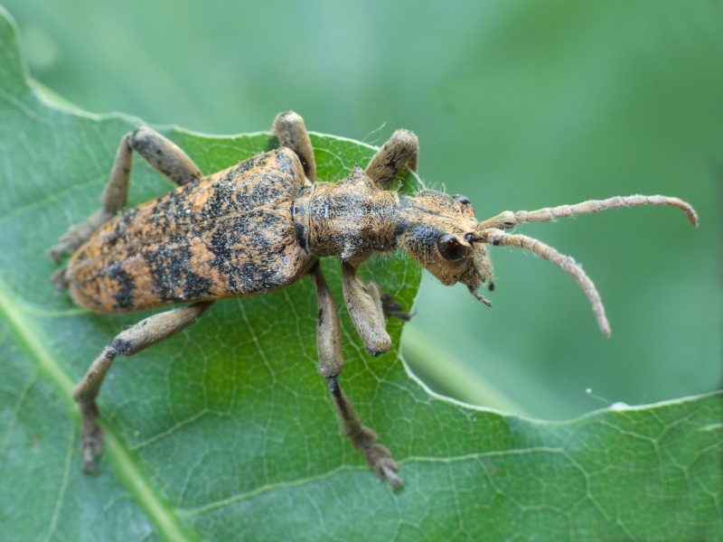 Rhagium sycophanta (Schrank, 1781)